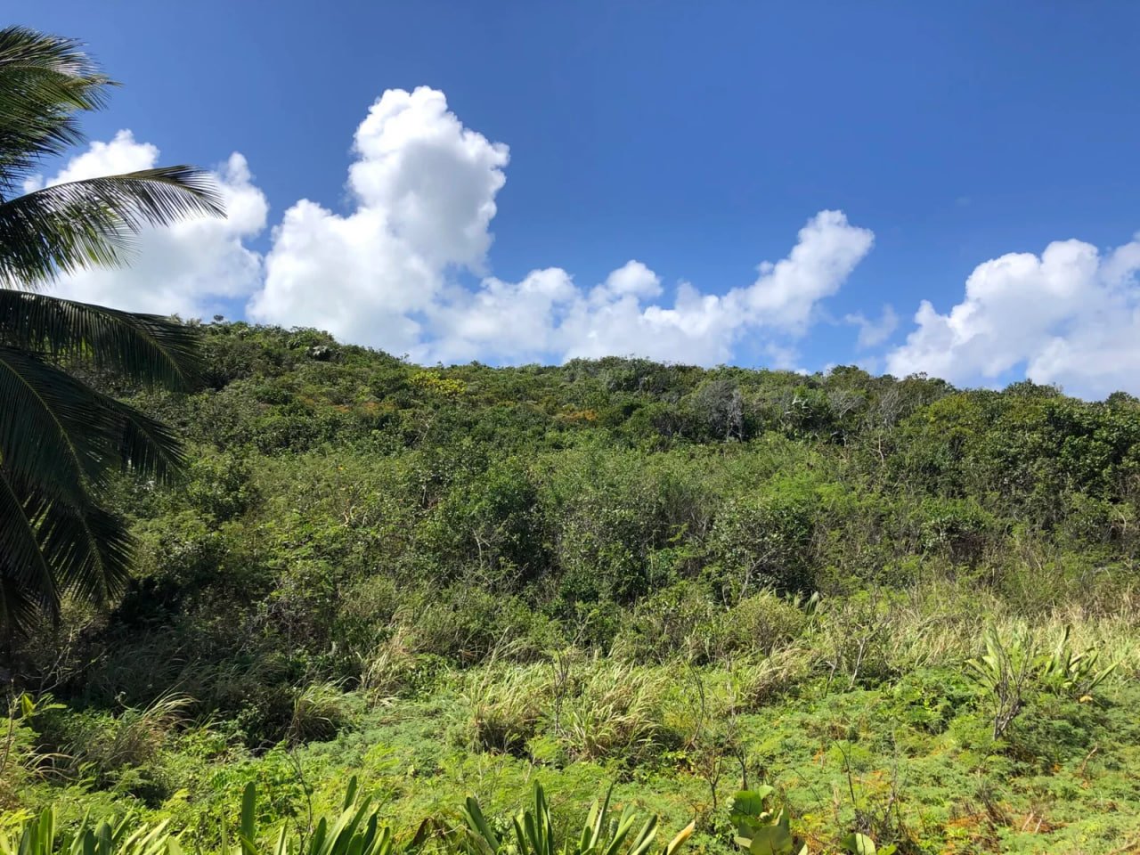 ELC environmental consultant assessing a commercial development site in Florida